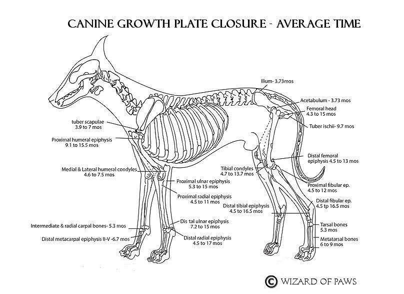 links-www-oldwestaussies